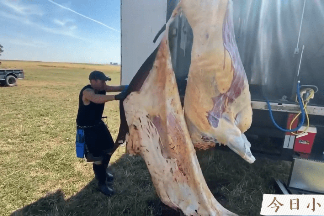 高手分解处理牛两分钟牛皮整张剥下现实版庖丁解牛