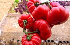 现在的西红柿很好看，但硬邦邦，放一个月都不坏，真的能放心吃吗