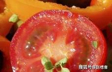 西红柿营养多 牛腩炖番茄美味