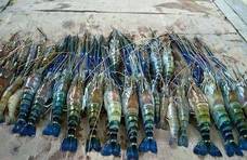 越南很无奈：湄公河大虾个头有一米长，为何中国吃货不吃呢？