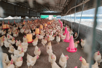 湖南富日牧被指涉嫌传销：疑似资金盘崩塌 不能