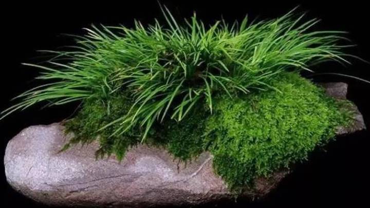 菖蒲是一种水生植物吗？