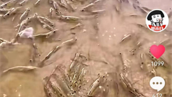 海滩突然涌现大量海虾，是为逃辐射，应该被白灼吗？