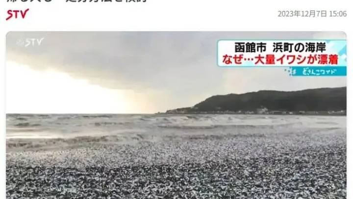 当地居民称罕见，你怎么看日本现大量沙丁鱼尸体？