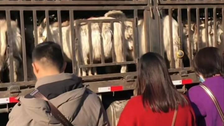 广东多人买羊放生，这种行为你能理解吗？