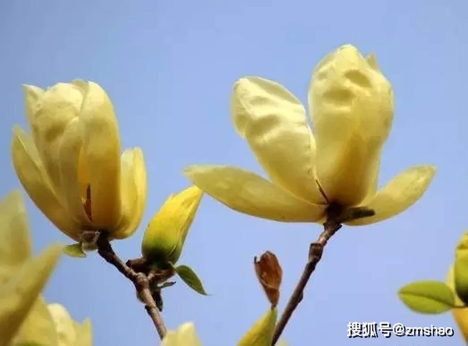 黄兰花欣赏