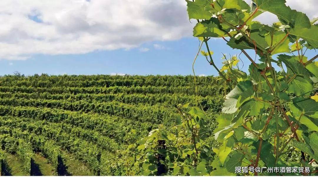 葡萄|葡萄酒里的酸，到底起到了什么样的作用？