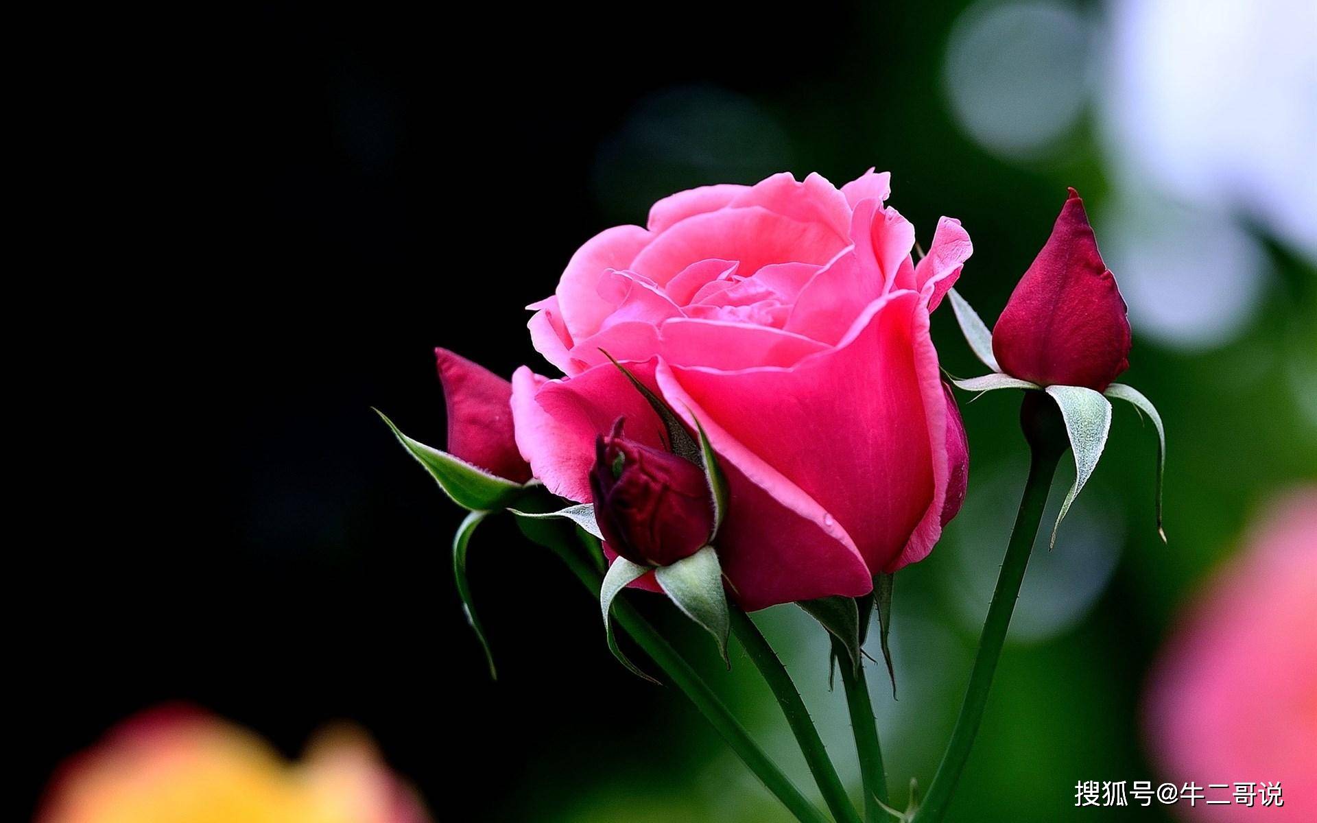 水能招财,才能够护佑你们的人生,所以,进入,在7前内,缘分桃花飘飘