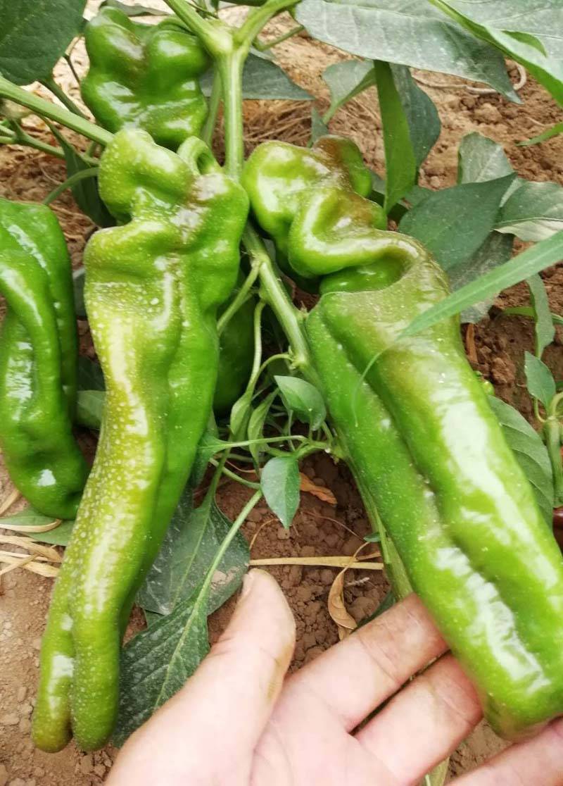 大果龙椒螺丝椒辣椒种子