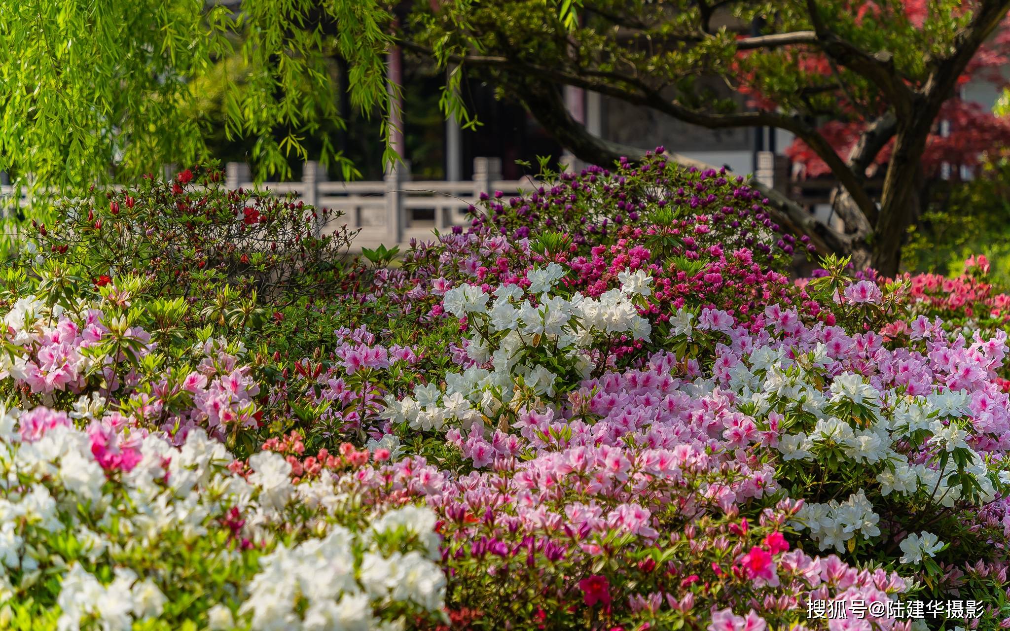 春赏杜鹃花，去惠山古镇杜鹃园就对了