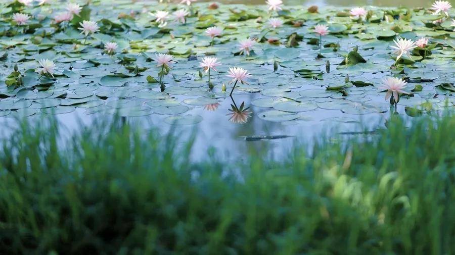 植物学排名_植物学分类法