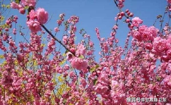 第38届桃花旅游节在安宁仁寿山开幕