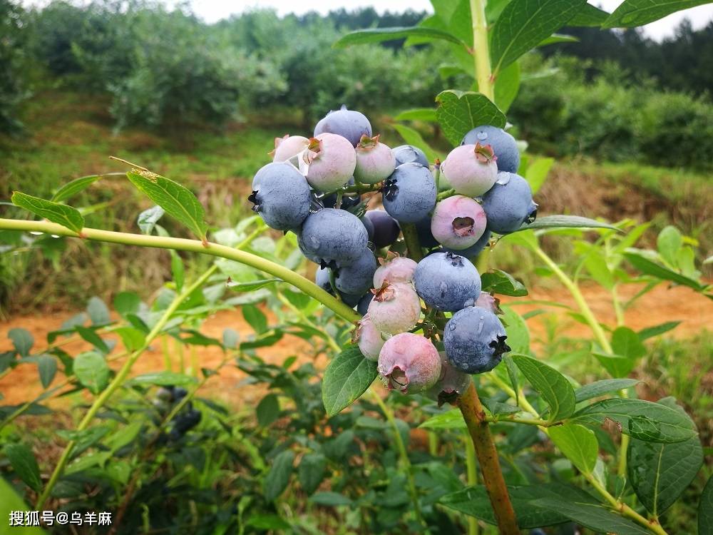 蓝莓的作用与功效大么 9bb1ced4b3574f99b54465722f3f19b8.jpeg