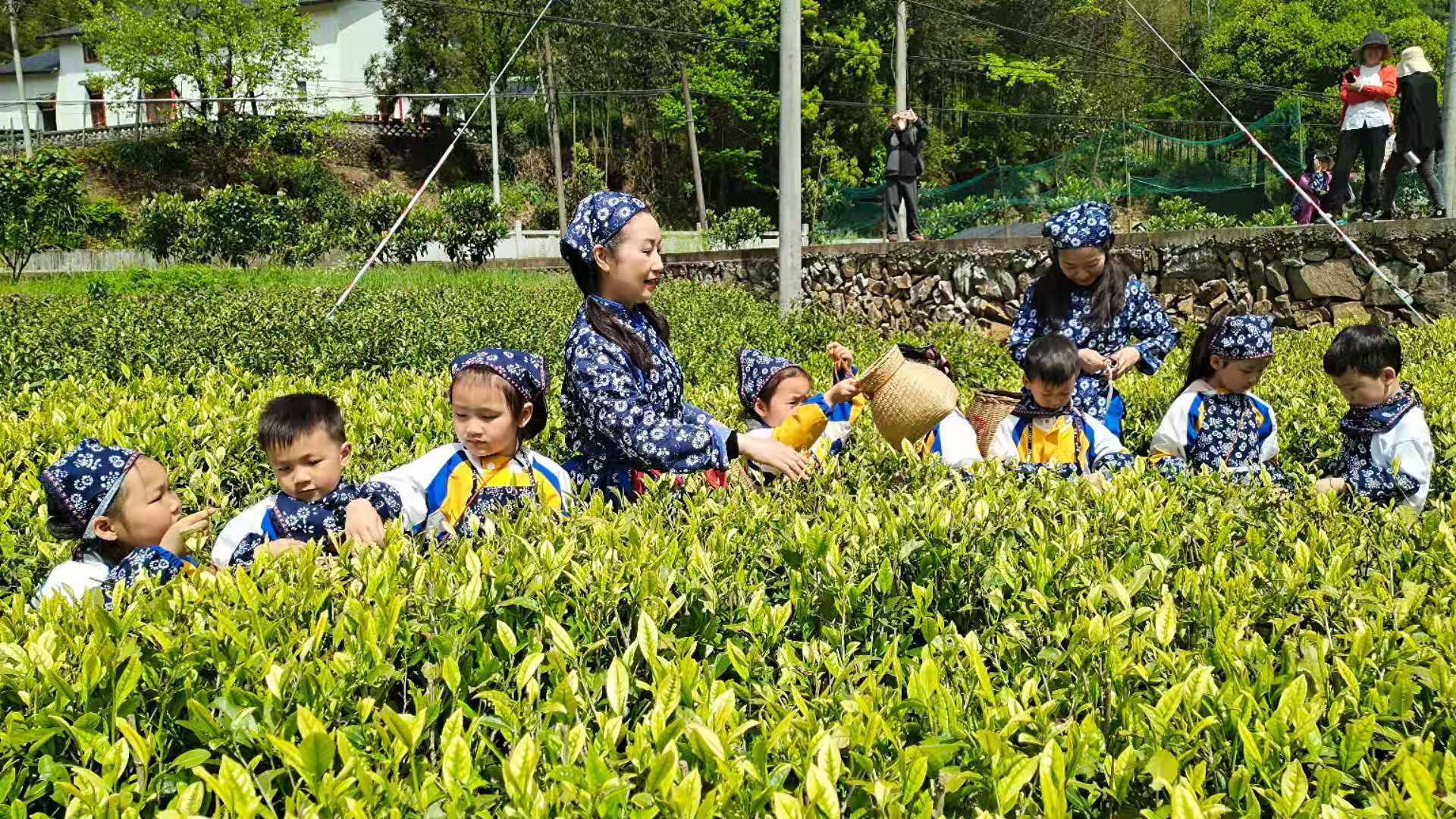 自驾和采茶给合 城里与乡村联姻 建德林茶村推出“助农采茶”