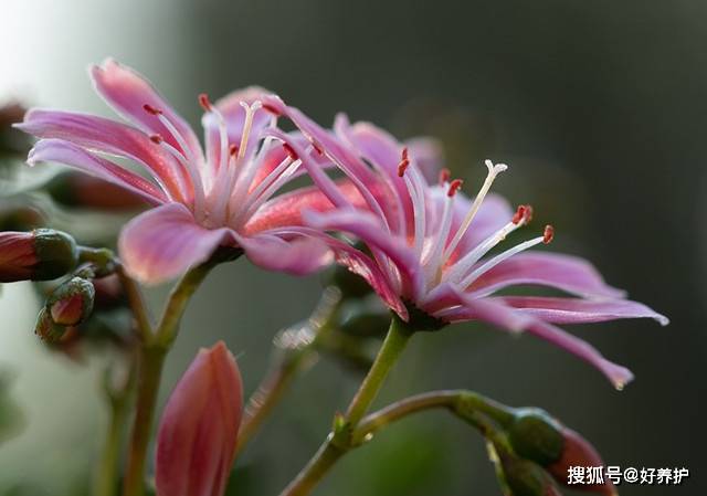 露薇花 最会开花的多肉 一年能开好几波 进行