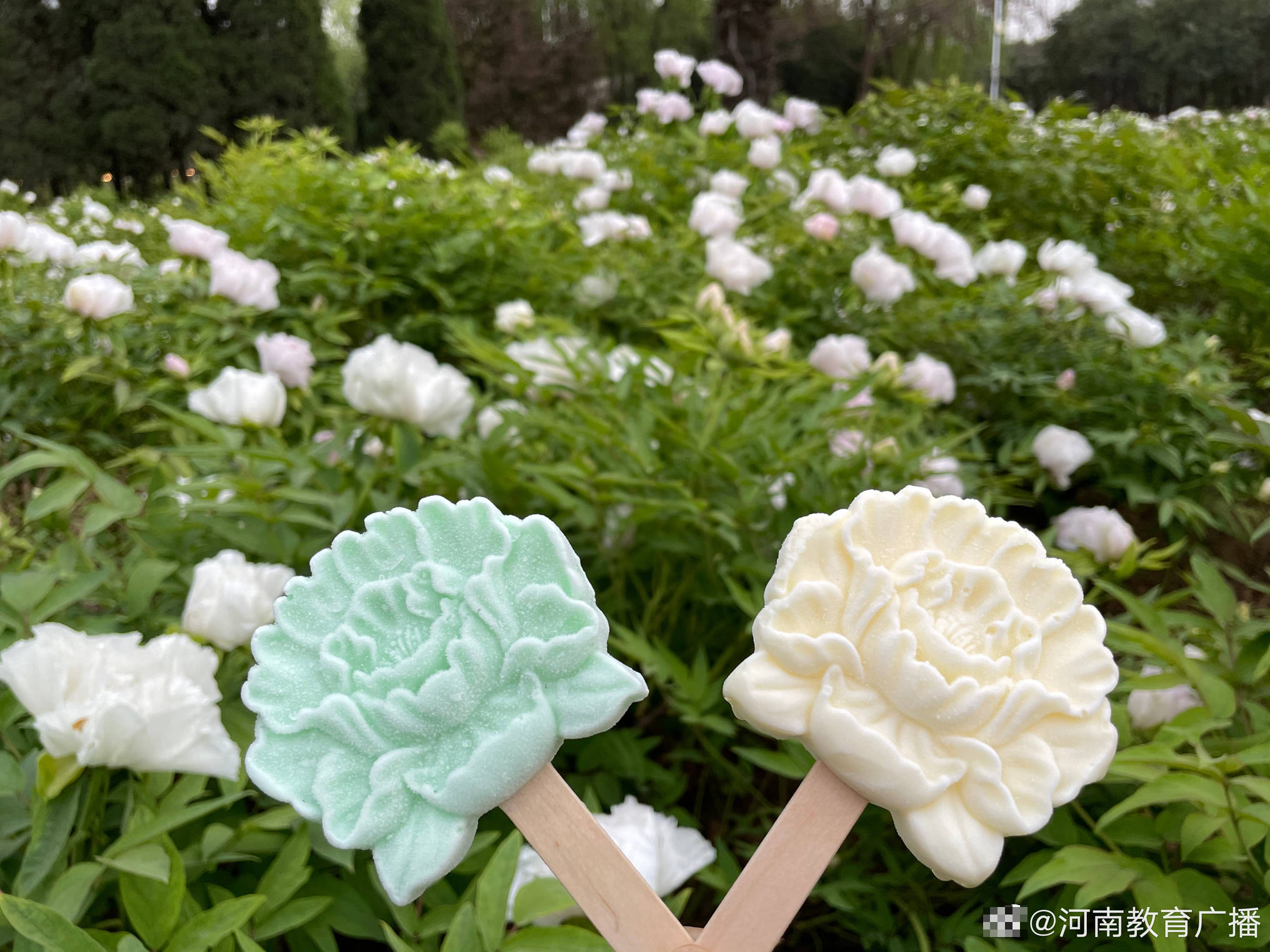 洛阳公园推出牡丹花冰淇淋 造型生动深受市民喜爱