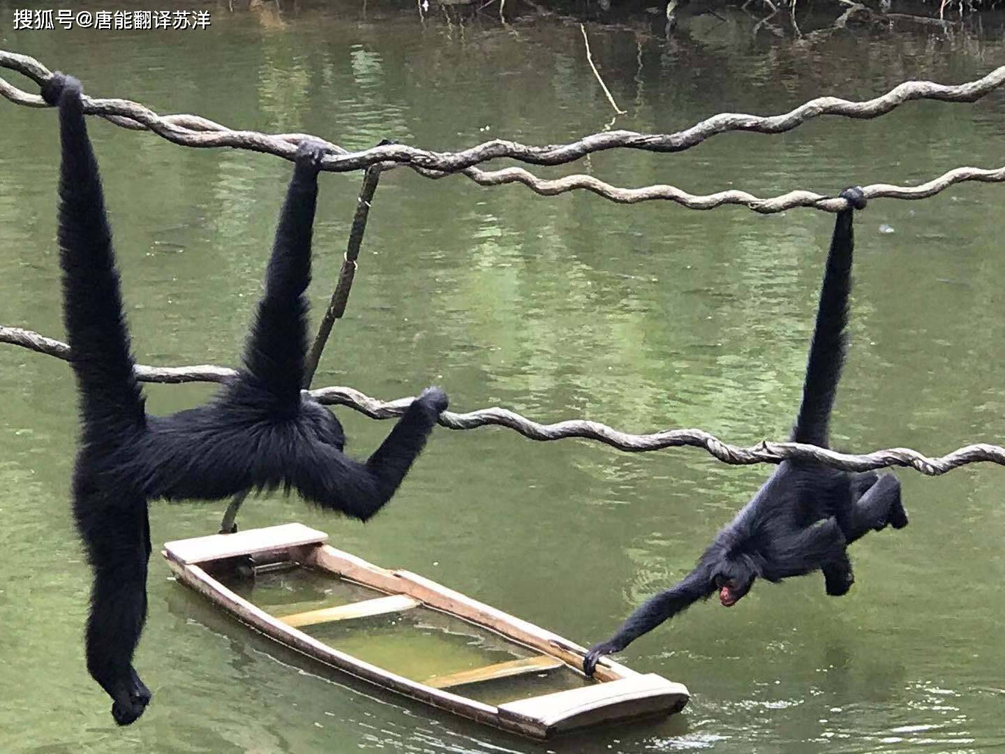 的動物知識~長隆野生動物世界擁有華南地區亞熱帶雨林大面積原始生態