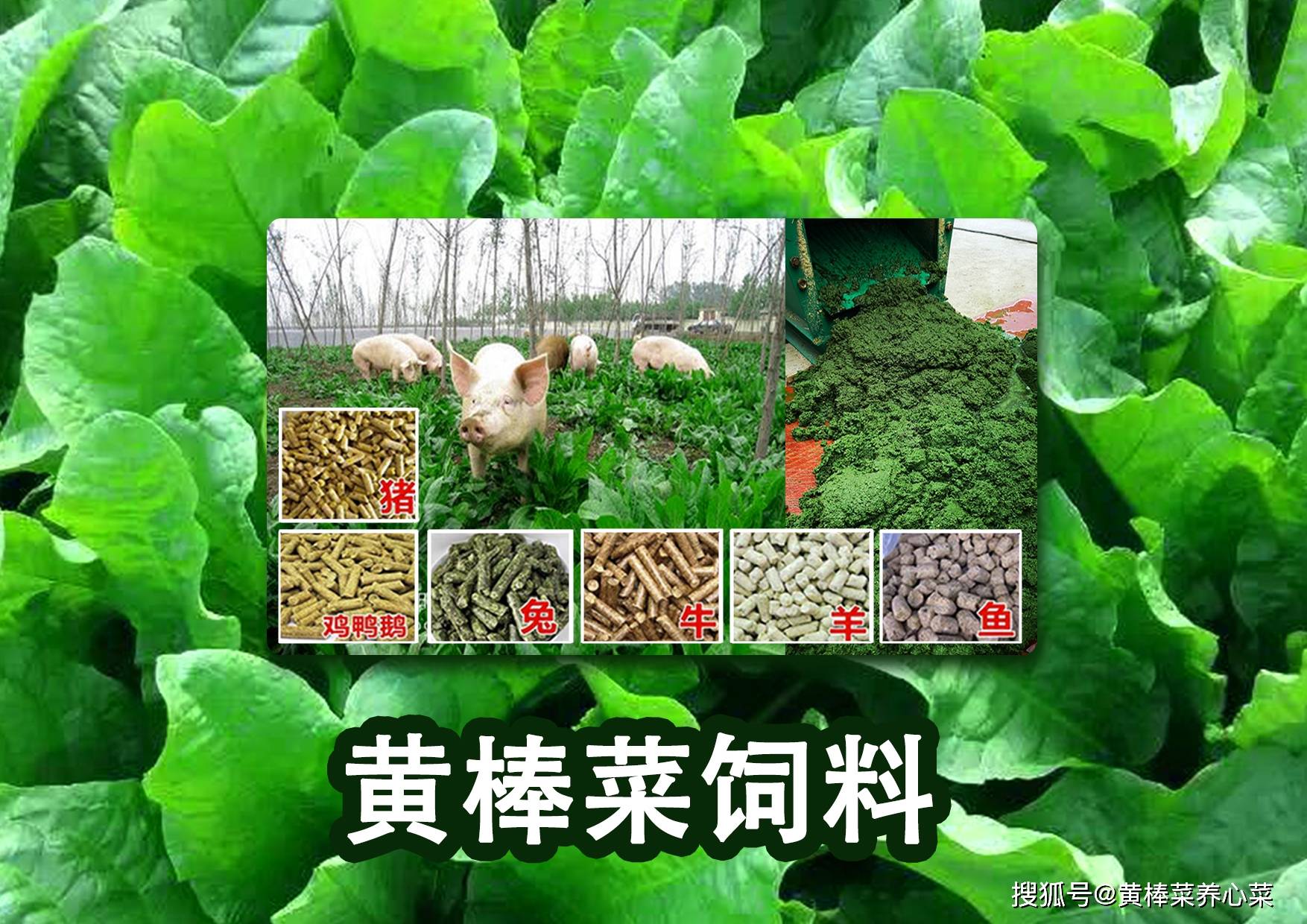 黃棒菜黃棒菜喂飼方式◆鮮草喂飼鮮草含水量超過90%,雞鴨豬牛羊均喜食