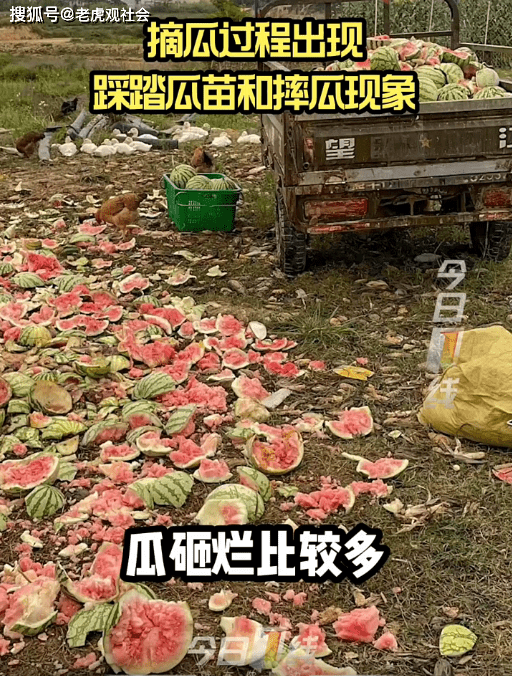 揭陽:遊客進田摘瓜一片狼藉,損失一萬七八千斤,價值達四五萬元_西瓜