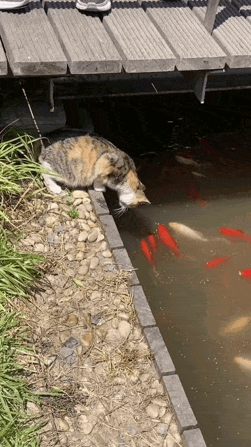 图片[1]-GIF搞笑段子：猫：不要大惊小怪，肚子饿还得靠自己去抓鱼吃！-妖次元