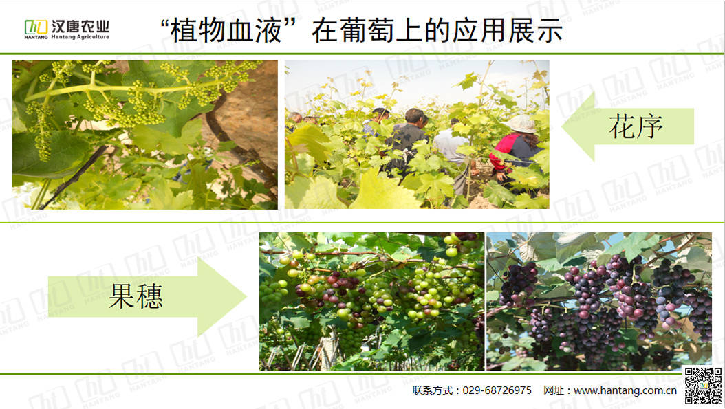 肥料知识大全100问 1ad8f4a686c5464388f4ca00bc2c1a93.jpeg