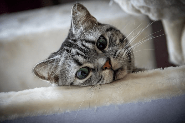怎么养猫教程 44b44a0c1cfa4368b601c6cb53e6a6a0.png