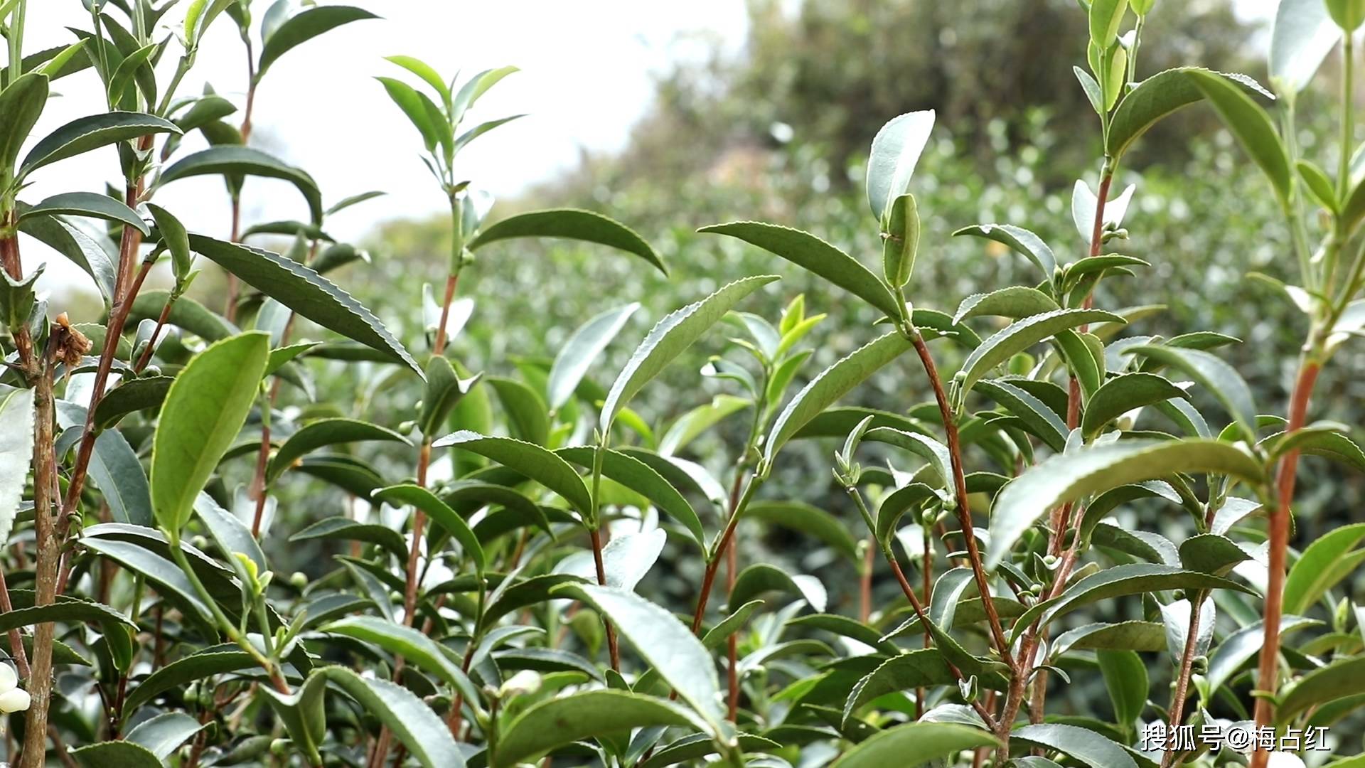 中国真茶韵安溪梅占红之梅占乌龙