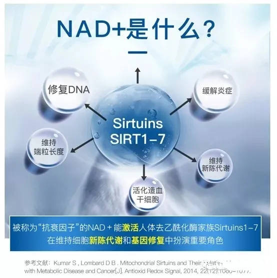 一文带你了解nad 合成