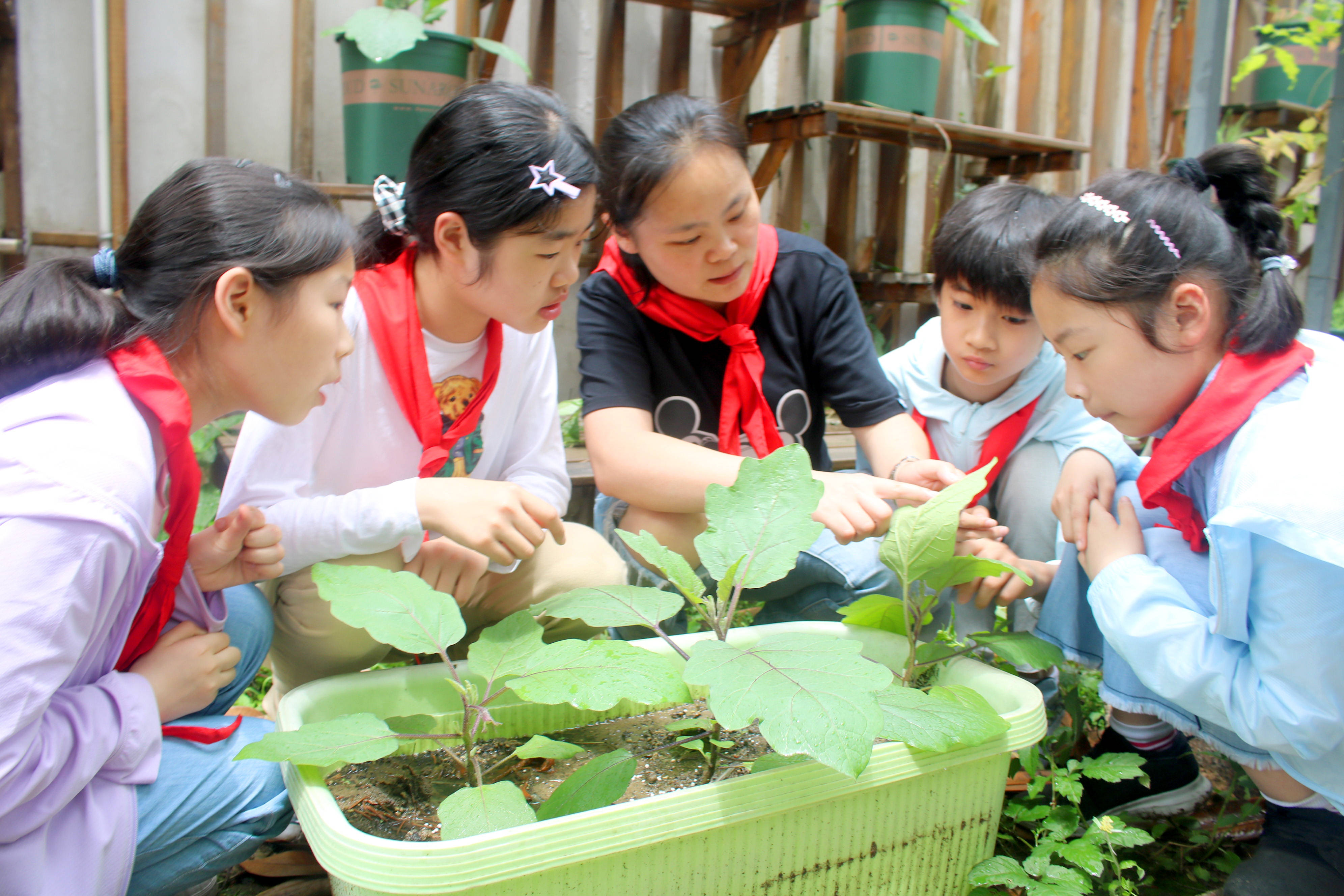 苏州农业职业技术学院农业专家走进平江实验学校向学生传授蔬菜种植