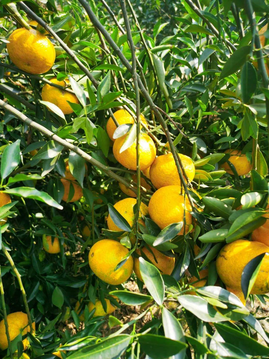 这份有机陈皮百科全书值得收藏