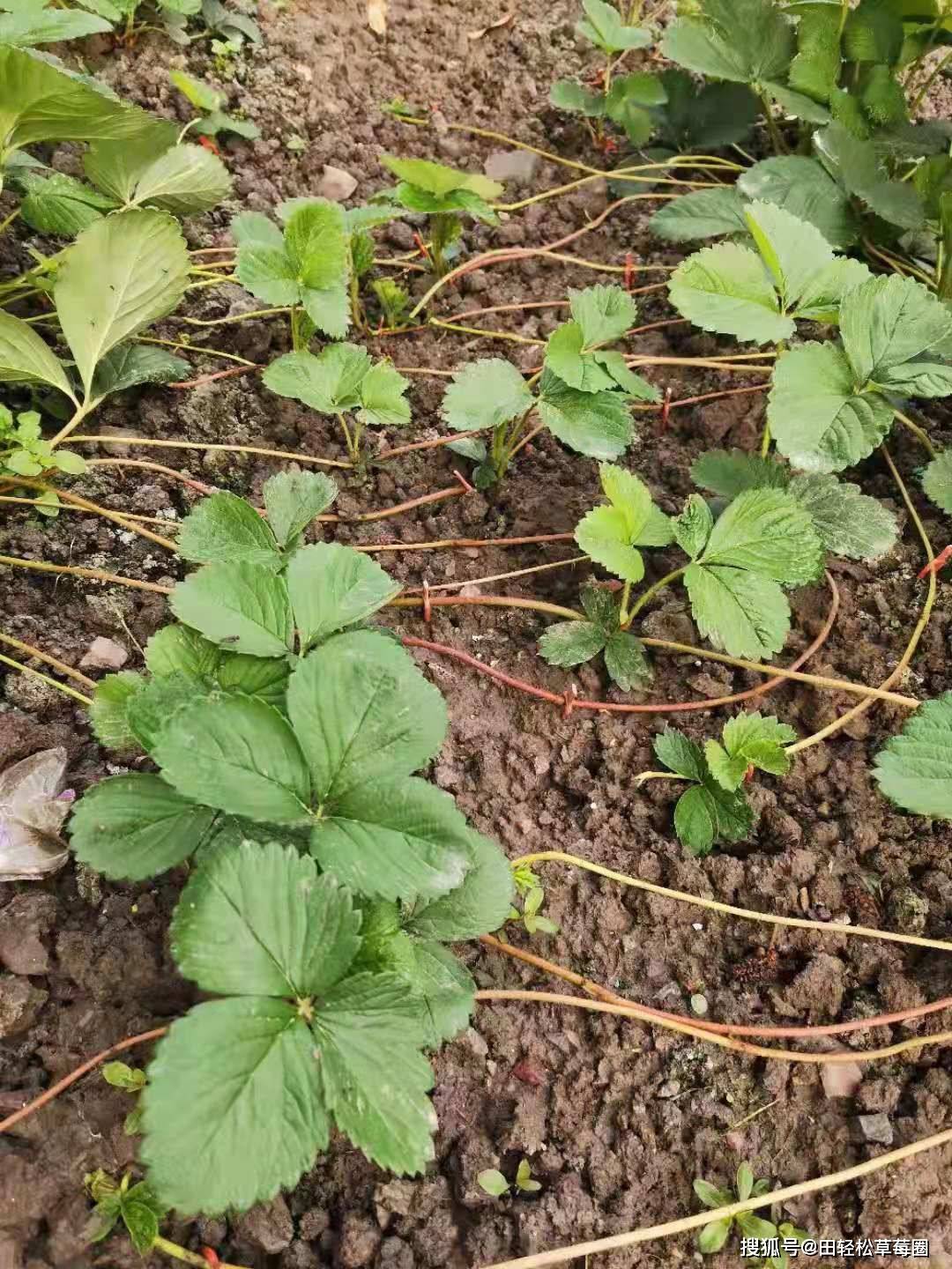 草莓的根茎叶图片