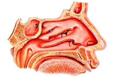 鼻粘膜位置图片图片