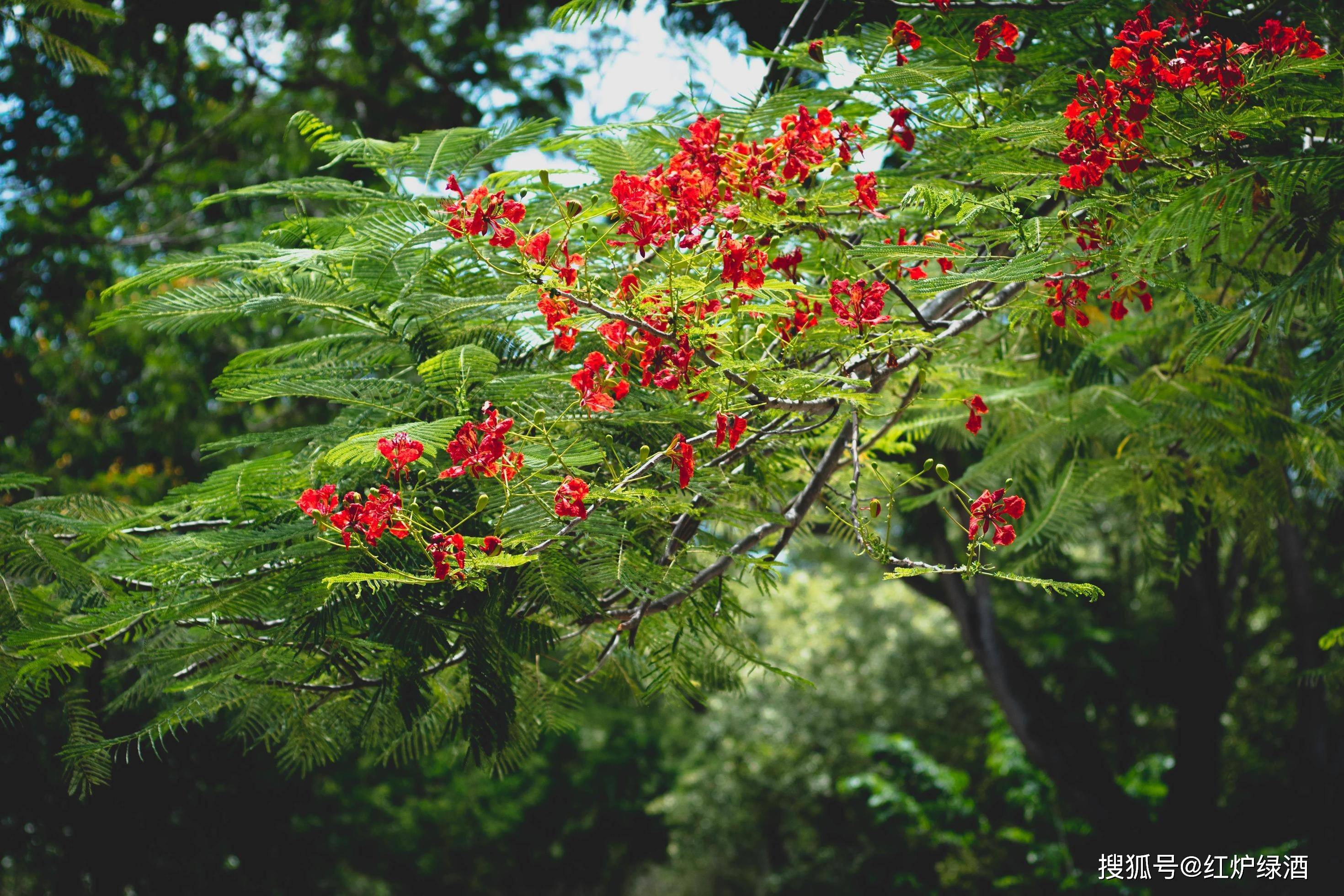 蓝花楹惊艳了春天,红花楹开启了夏天,植物界红蓝cp强势霸屏