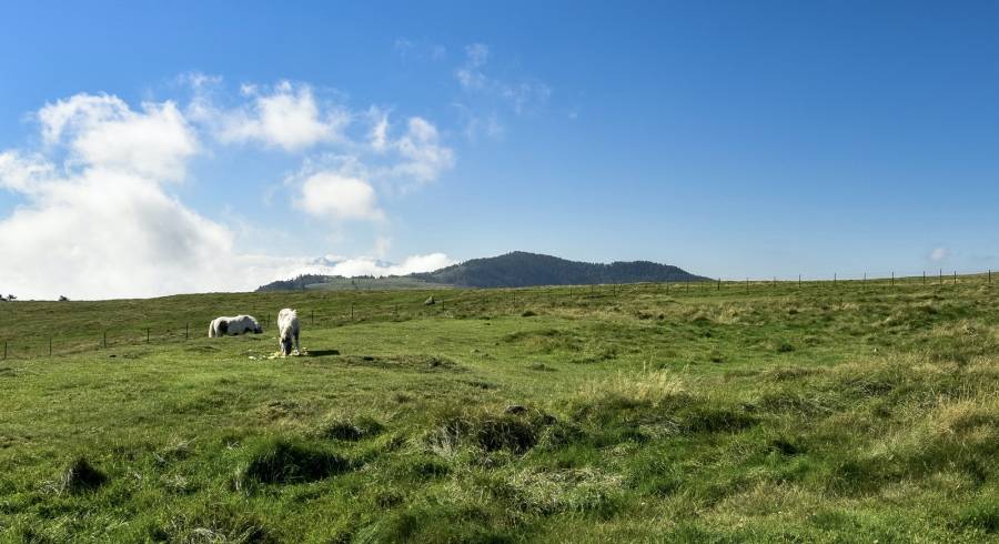家电业今年唯有从下跌中寻找新商机！-家电圈官网