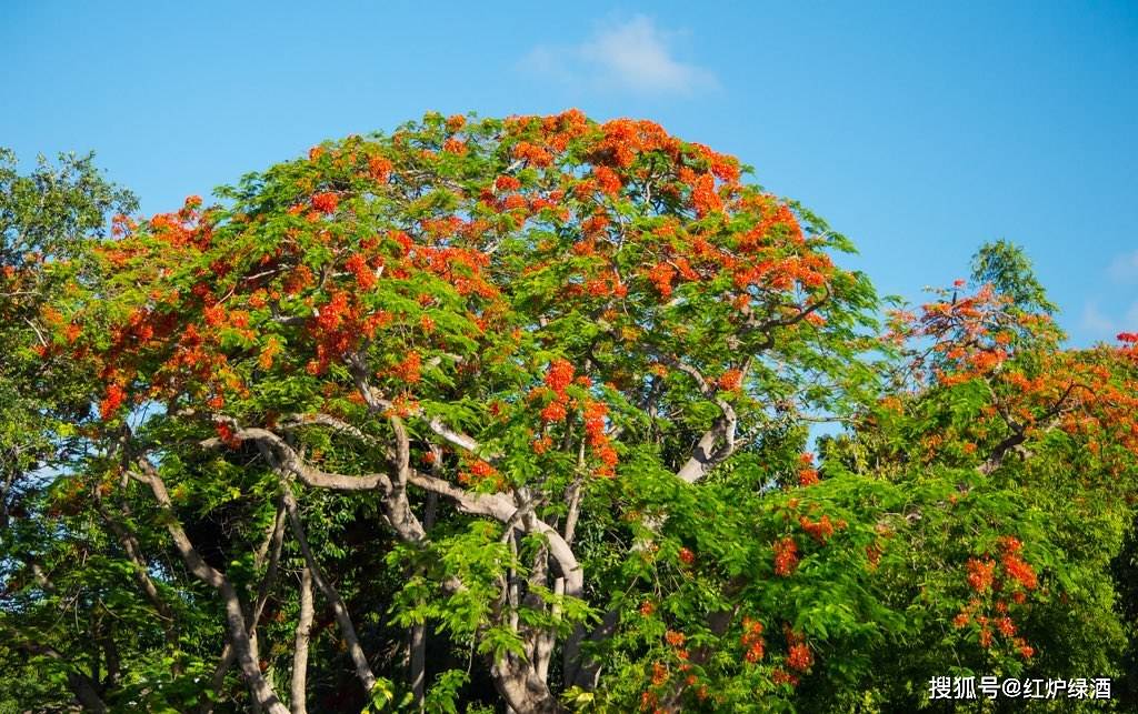 蓝花楹惊艳了春天,红花楹开启了夏天,植物界红蓝cp强势霸屏