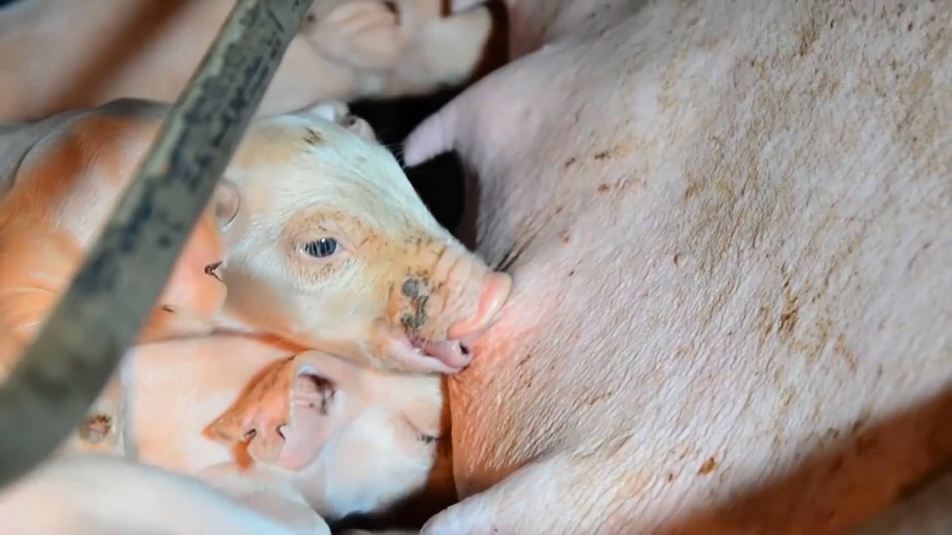 母猪产后奶水不足怎么办,母猪无奶怎么办!