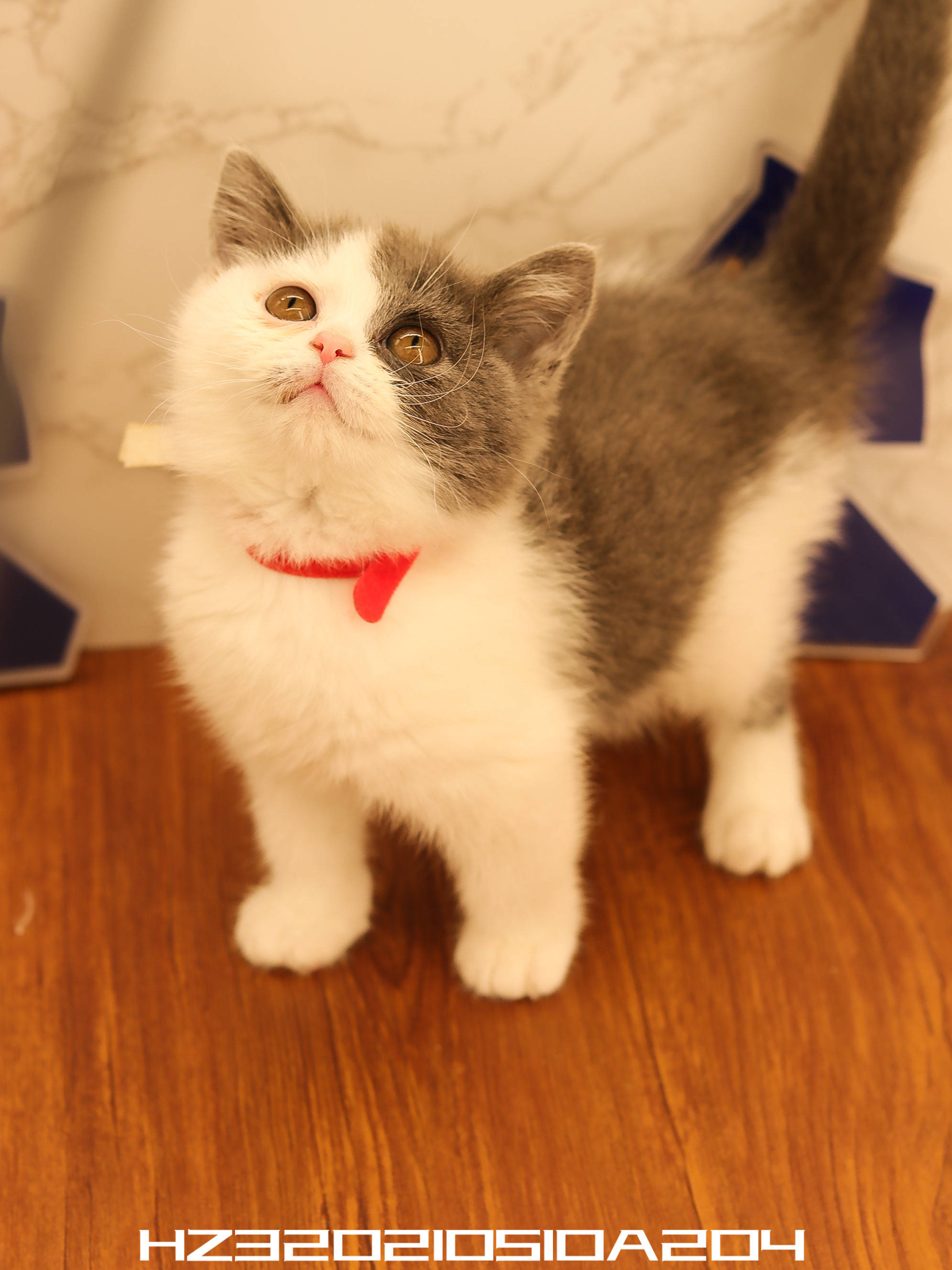 幺社领养猫咪第四期布偶双色布偶重点色英短蓝白英短银点