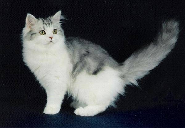 猫狗有趣的小知识3-哪个国家培育的猫咪种类最多?_品种