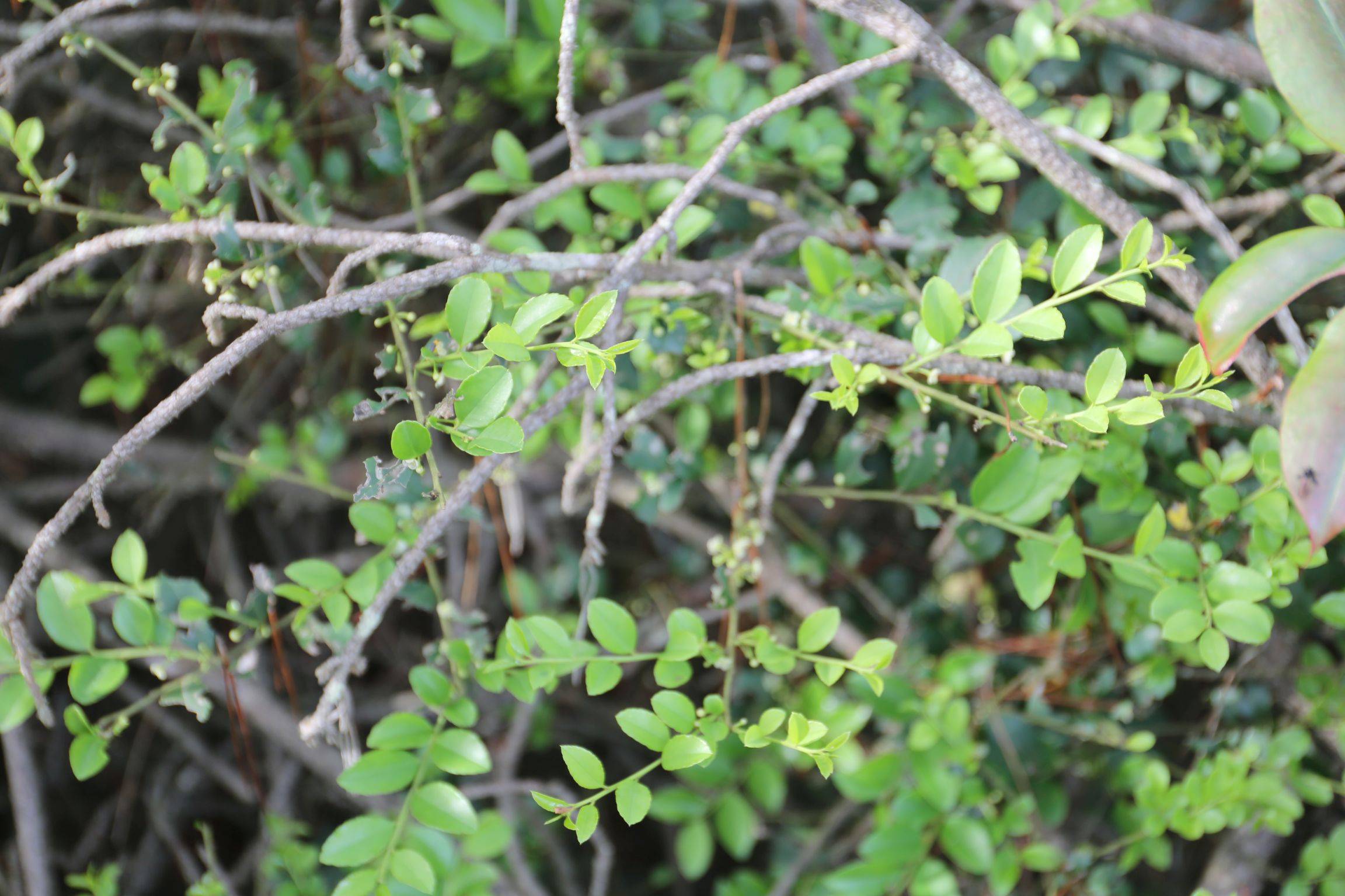 慶元植物1404-冬青科-冬青屬-齒葉冬青(原變型)