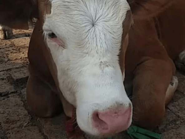 牛鼻子红的三种原因