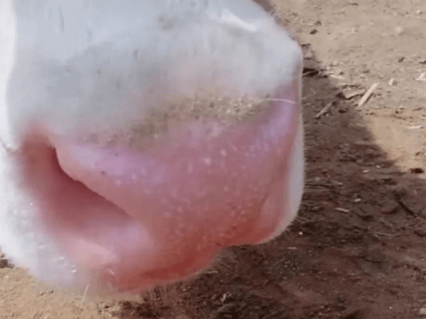 牛鼻子红的三种原因