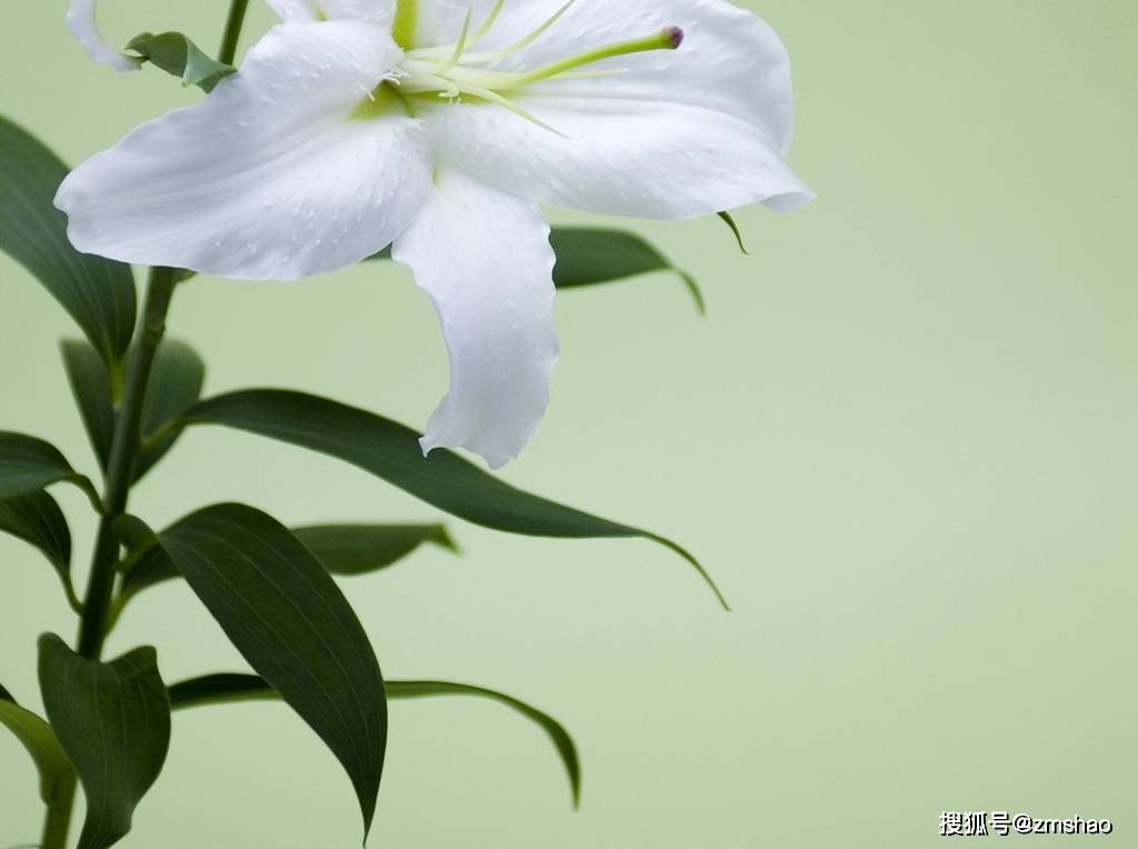 白百合花欣赏