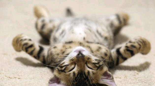 养猫安全守则来自生活各方面的危险_猫咪- 新闻时间