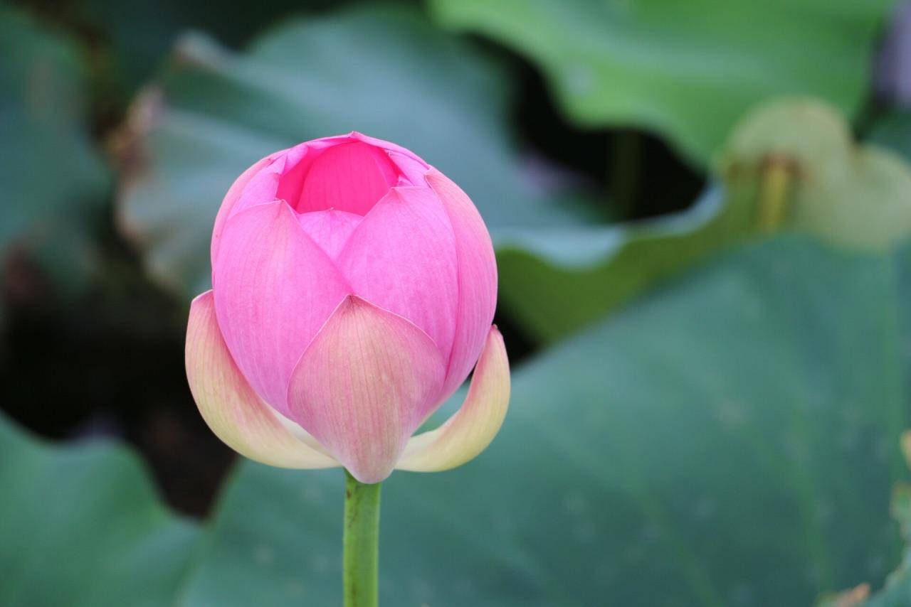 填料|荷塘月色濕地公園