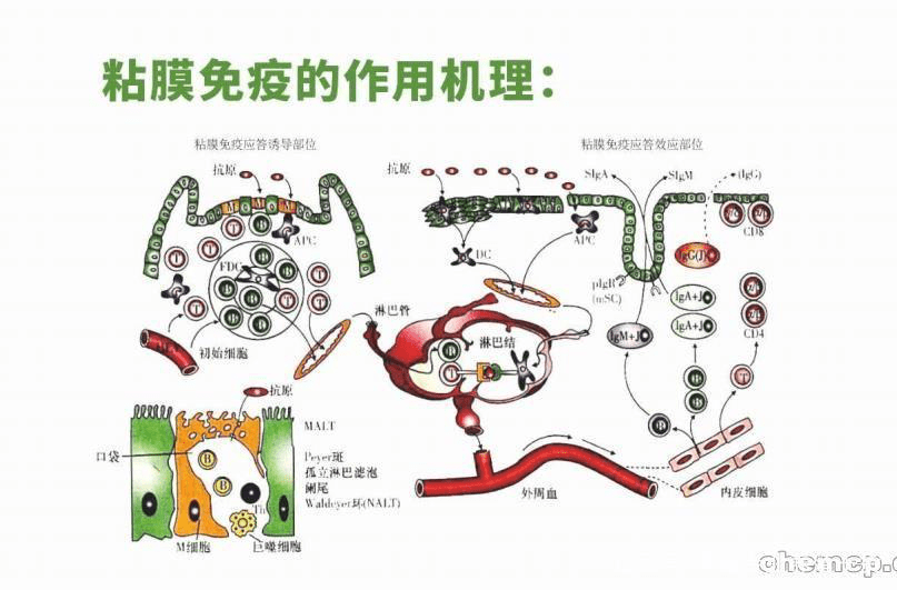 黏膜免疫是如何提高动物免疫力,预防各类病毒感染和继发感染的