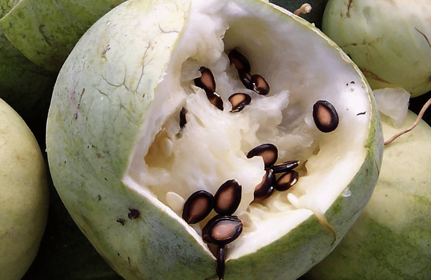 这种"西瓜"只吃瓜子,恐怕很多人不太了解,你们哪里有吗?_打瓜