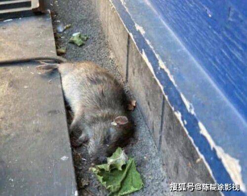 吓人!半米大老鼠惊现英国街头,专家估计而后巨鼠数量达15亿