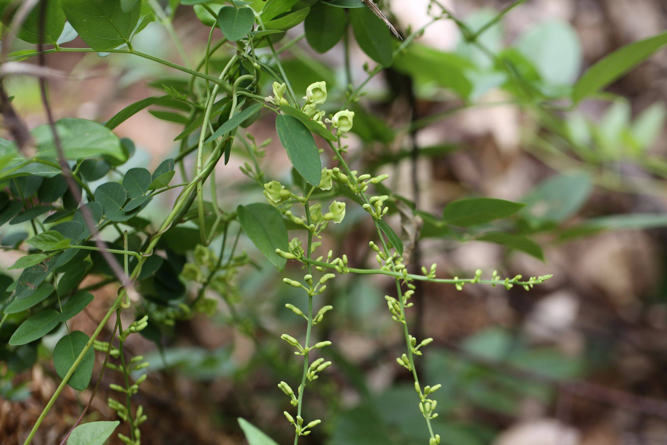 庆元植物1407豆科土圞儿属土圞儿