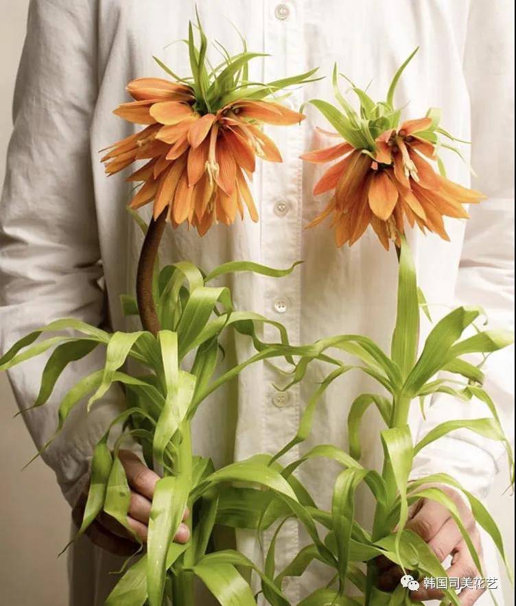 常用花材养护攻略 花艺师必看 阿米亚花艺 方法