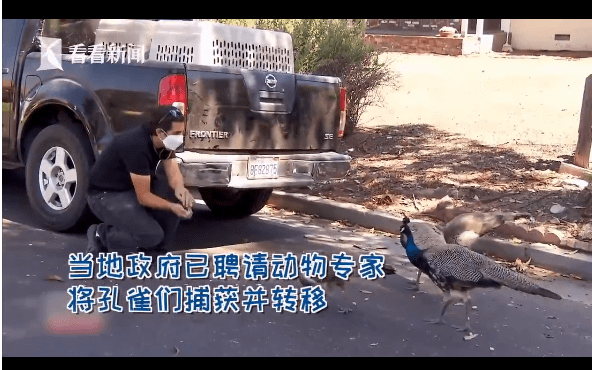 美国洛杉矶县孔雀成灾 求偶声震耳欲聋严重扰民